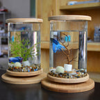 Bamboo Frame Glass Fish Tank