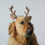 Christmas -  Reindeer hat