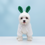 Cute Fruit Dog Clothes