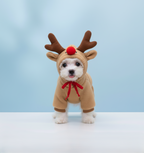 Cute Fruit Dog Clothes